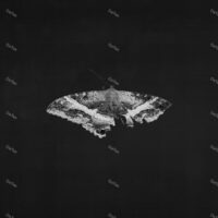 【全新黑膠2LP】肯卓克拉瑪- 美國蝴蝶夢 Kendrick Lamar - To Pimp A Butterfly