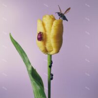 【全新彩膠2LP】愛繆Aimyon-聽說有好吃的義大利麵Oishii Pasta Ga Aru to Kiite/180g