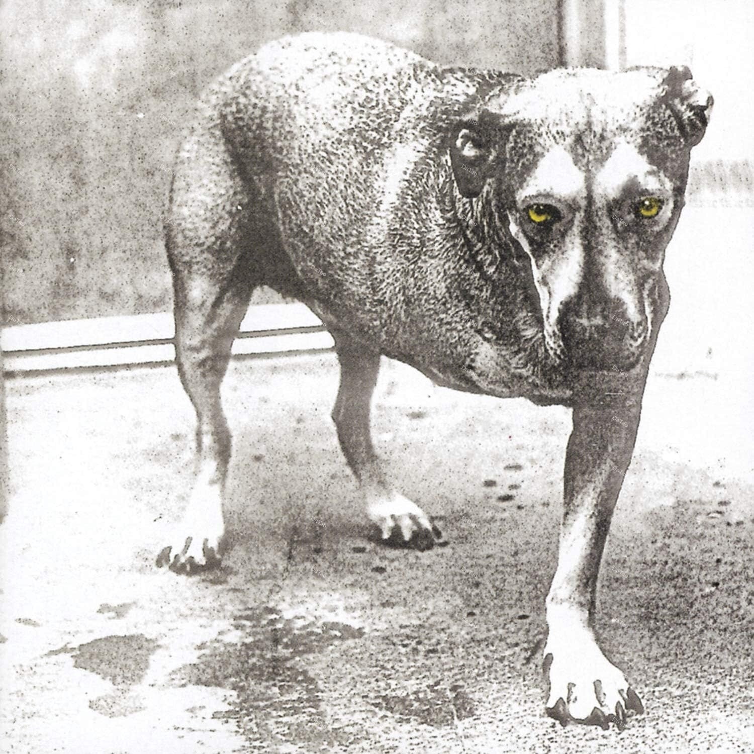 【全新限量黃彩膠2LP】束縛艾利斯 Alice In Chains - 同名專輯/30週年/19802848691：圖片 2