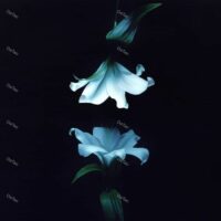 【全新黑膠2LP】Wasia Project - Nocturne/5056167183846