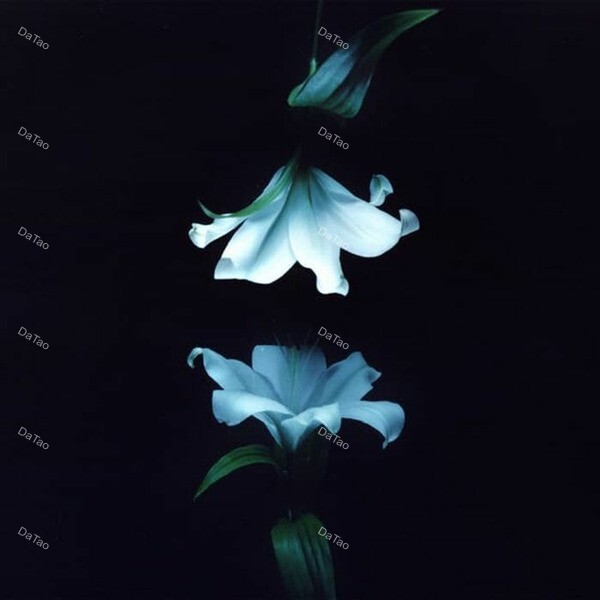 【全新黑膠2LP】Wasia Project - Nocturne/5056167183846